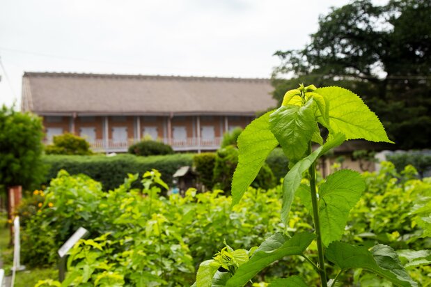 A field of mulberry leaves, on which silkworms feed. 