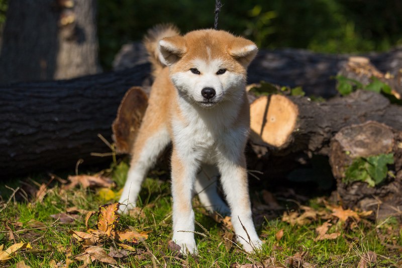 初めて来た公園に緊張して、前脚と後脚が開いてしまった鈴代ちゃん。不安げに耳を前に倒している