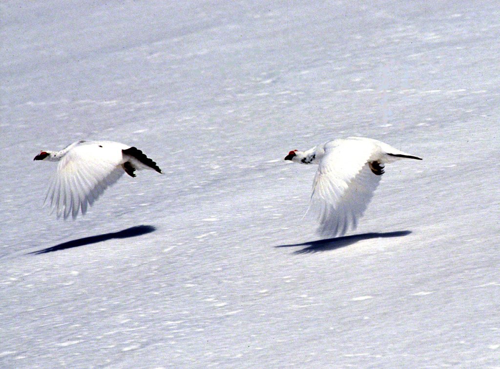 Des perdrix des neiges, avril