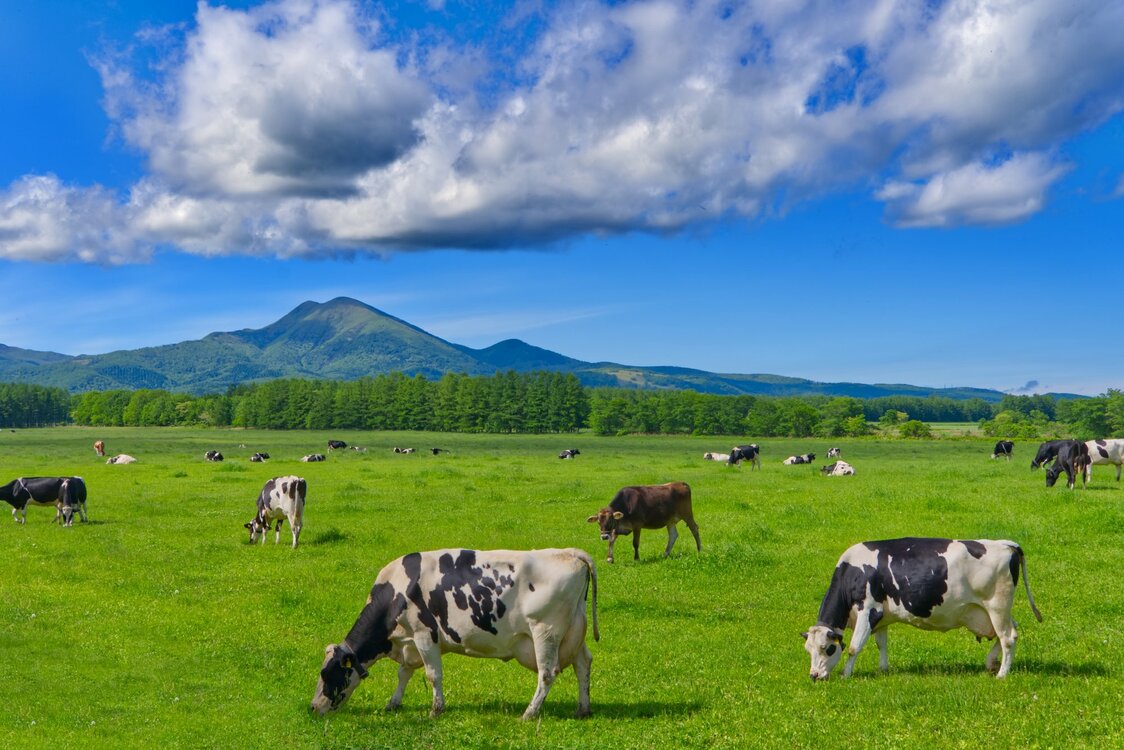 A dairy farm in the town of Nakashibetsu. (© Pixta)