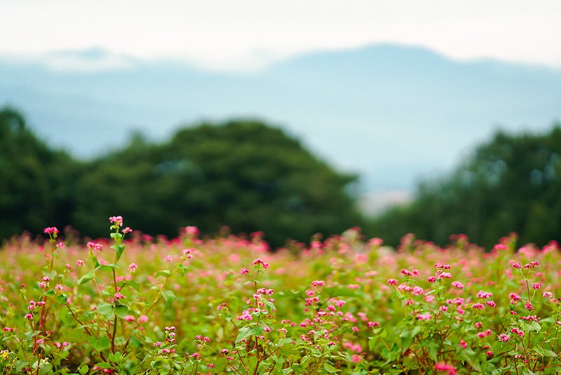 Les fleurs d’akasoba, avec en toile de fond les Alpes japonaises