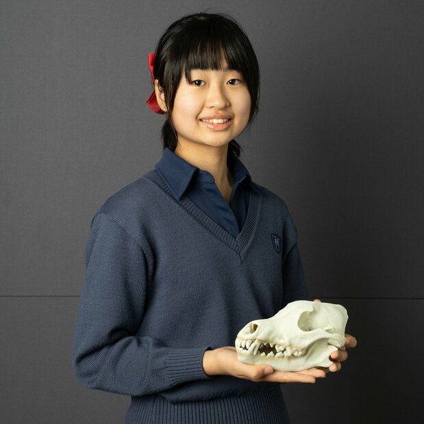 Hinako sostiene una réplica de un cráneo de lobo japonés, regalo de sus padres para conmemorar la aceptación de su tesis. (© Michiko Hayashi)