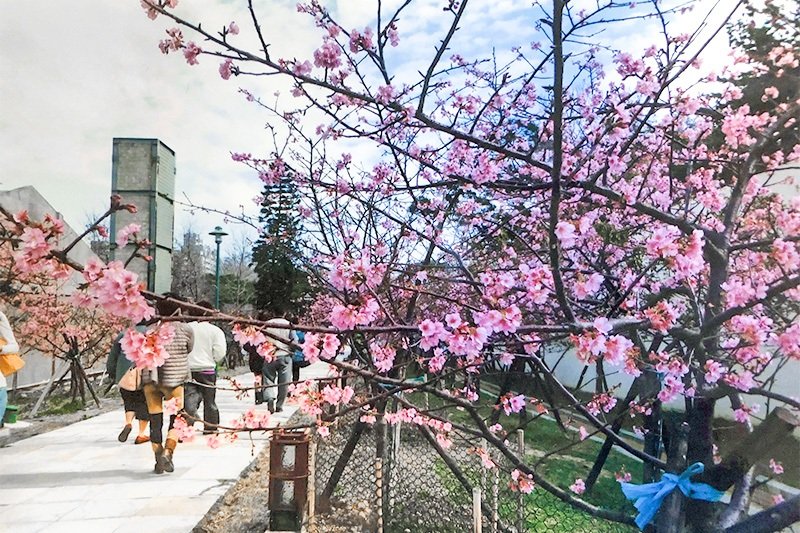 台湾新竹の桜公園（筆者撮影）