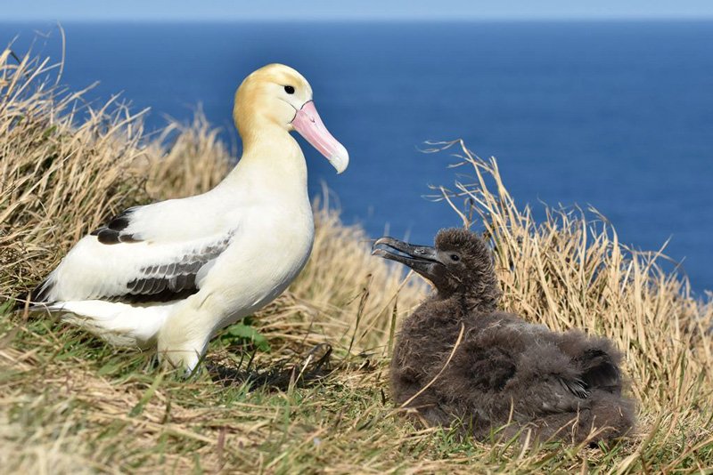 アホウドリの親鳥とひな