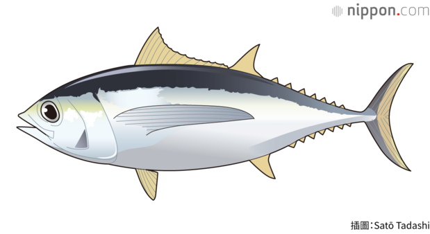 短鮪魚眼睛很大，為大型鮪魚，體長可達2公尺，重量超過120公斤