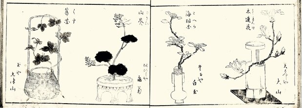茑重通过众筹制作的《一目千本》中,有许多山葵、木兰等花卉的插图(日本国文学研究资料馆藏)