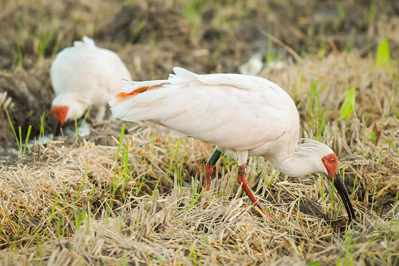 El Parque de los Ibis (Toki no mori kōen) es uno de los lugares turísticos donde podemos contemplar estas raras aves. (Fotografía: Sado Kankō Photo, Sado Kankō Nabi.)