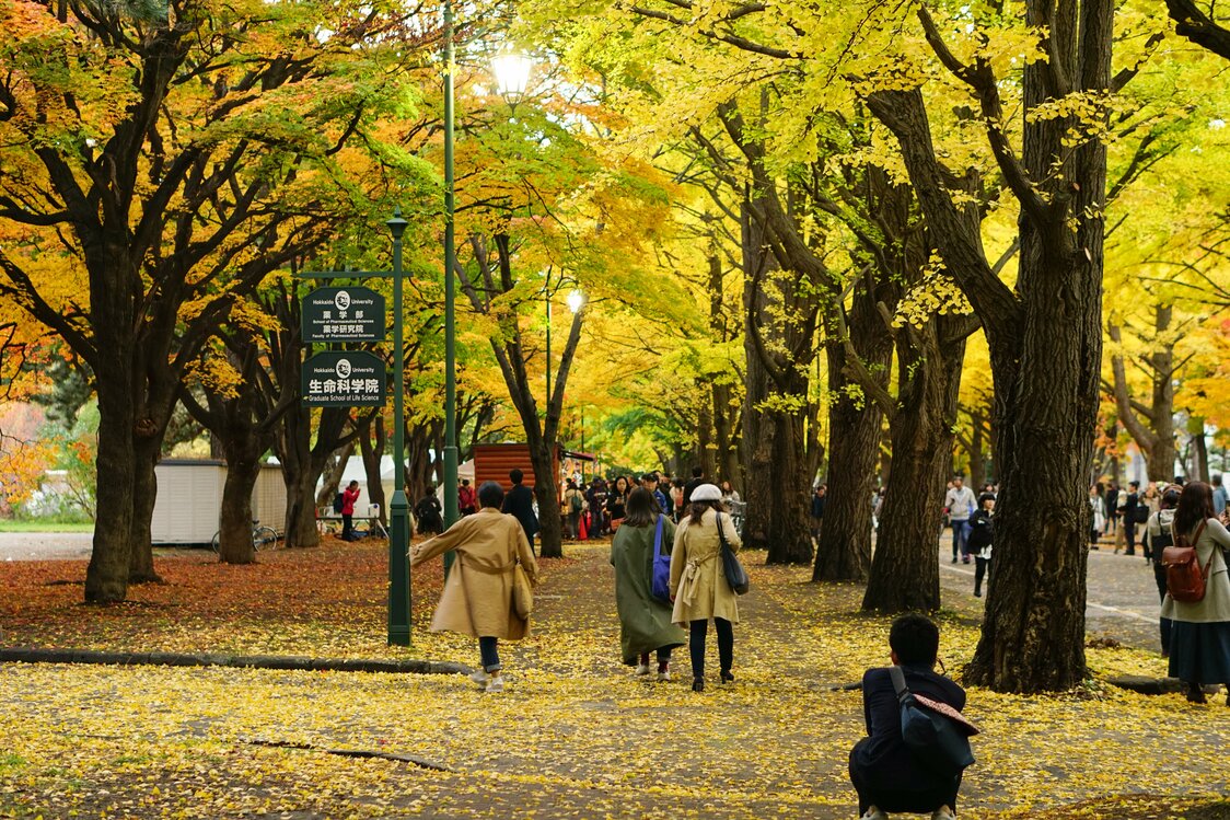 La tombée des feuilles de ginkgos teinte le chemin d’une couleur dorée.