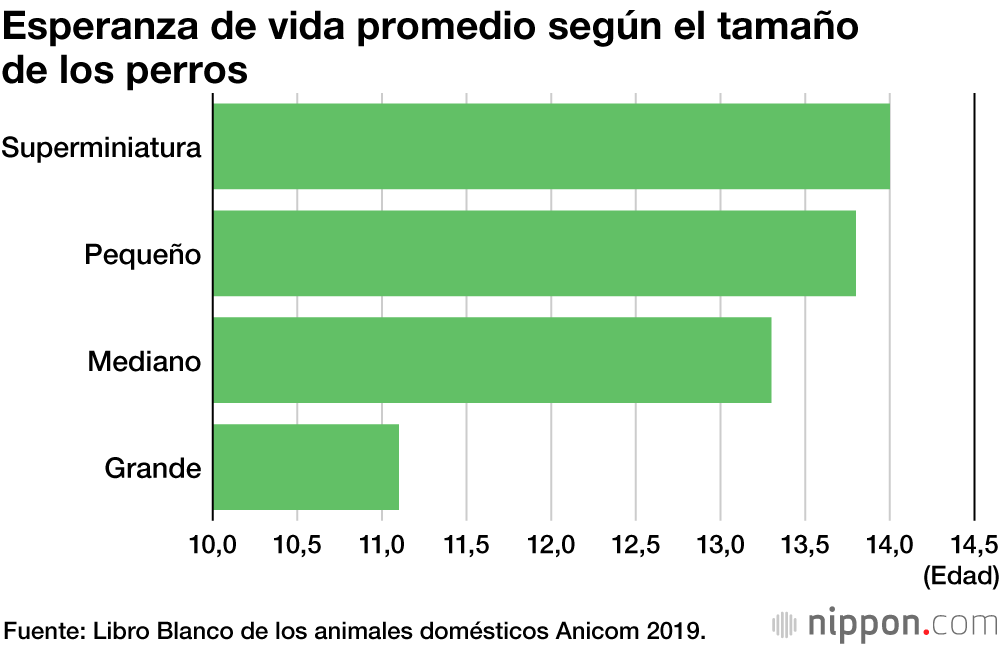 En Japón, las razas pequeñas de perros son las más populares como mascotas