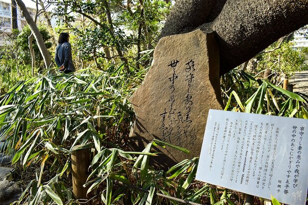 牧野富太郎博士が発見、命名した「スエコザサ」(2023年3月15日、東京・東大泉の練馬区立牧野記念庭園)=評者撮影
