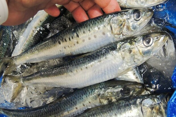 主に100グラム以上の「大羽(おおば)」が生鮮出荷されるイワシ 写真:筆者提供