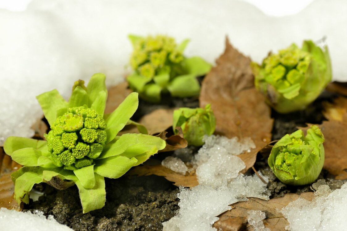 雪の間から顔をのぞかせたフキノトウ (© PIXTA)