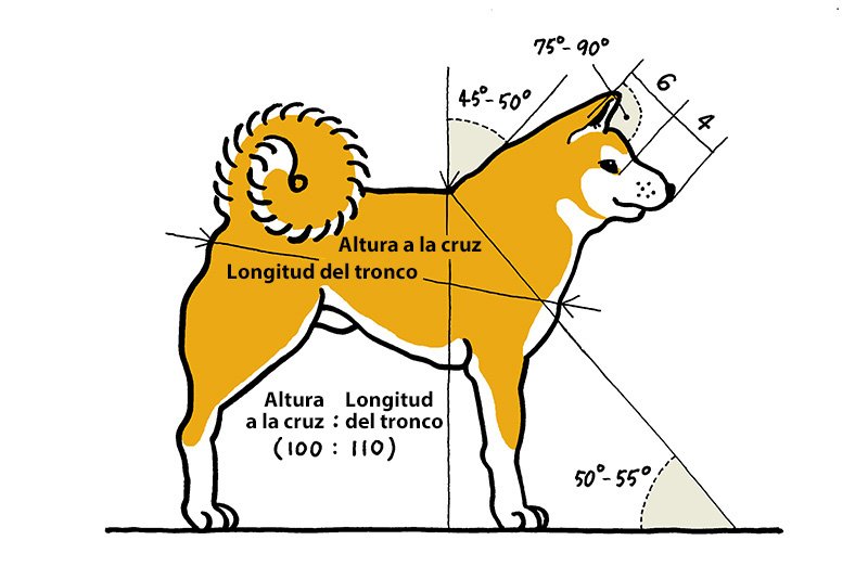 El estándar de los akita define una proporción de 6:4 entre la frente y el hocico. Las orejas deben mantener un ángulo de entre 75 y 90 grados respecto al tabique nasal. La altura a la cruz y la longitud del tronco han de tener una proporción de 100:110. Hay muchas otras medidas establecidas.