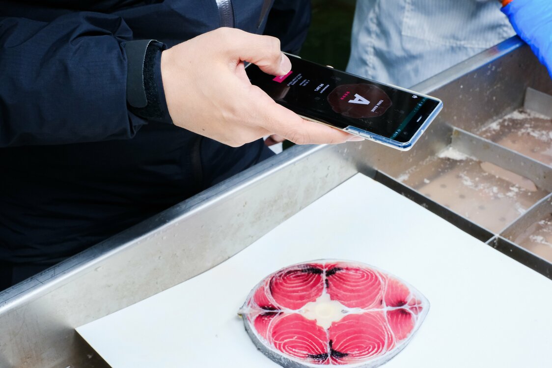 マグロの尾の断面にスマホをかざすと瞬時に身質の評価ができるアプリ「TUNA SCOPE」　写真提供：電通