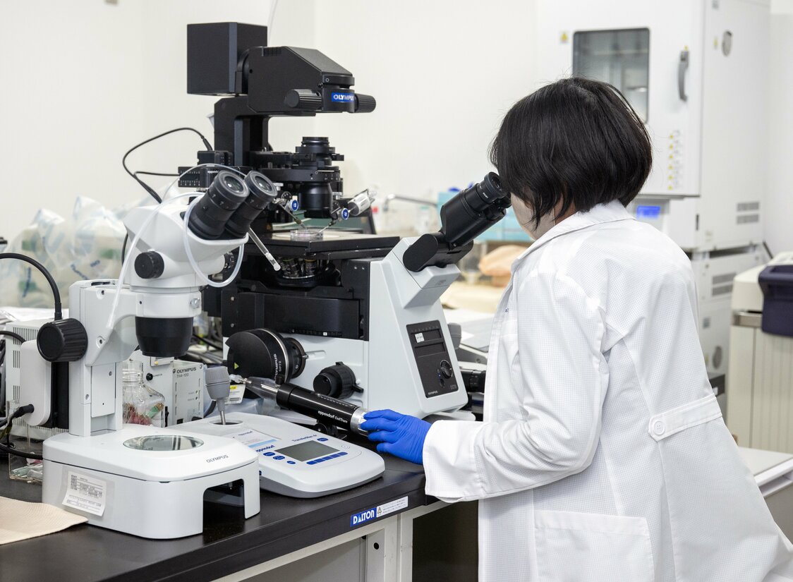 Les cellules iPS, une avancée à double tranchant : entre promesse de rajeunissement et risques de cancer