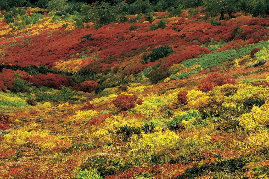 La vista otoñal de la zona límite forestal (el área más septentrional donde hay bosque) de la cordillera de Daisetsuzan.