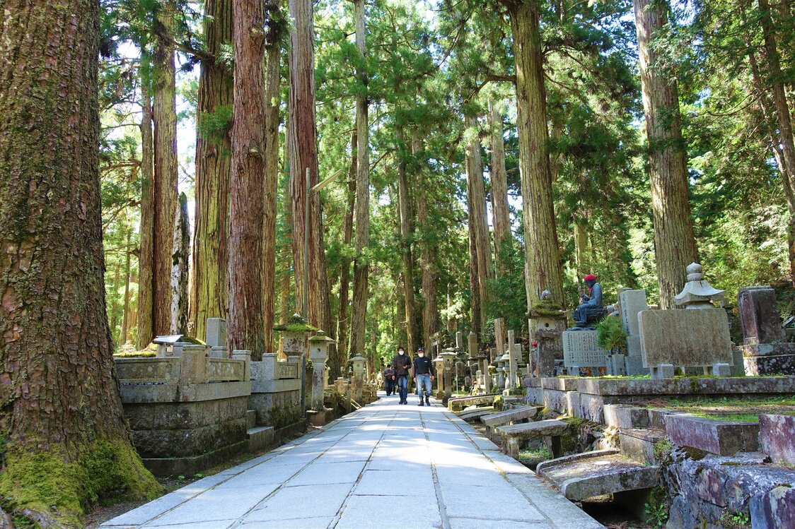 El camino de visita durante el día. Numerosos árboles gigantes, llamados cedros de Kōya, se erigen hacia el cielo junto a las hileras de lápidas. Los árboles con etiquetas blancas numeradas son bosques madre especiales designados por el Gobierno para el desarrollo de la silvicultura. Se han designado 733 árboles en total. (Fotografía de Amano Hisaki)