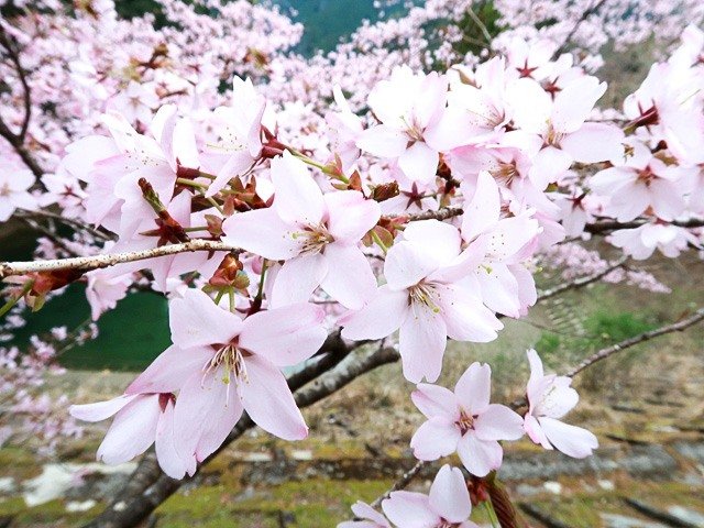 クマノザクラの花。2018年に発見された新種で、今後の利用が期待されている（筆者撮影）