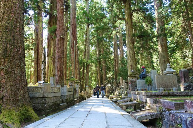 El camino de visita durante el día. Numerosos árboles gigantes, llamados cedros de Kōya, se erigen hacia el cielo junto a las hileras de lápidas. Los árboles con etiquetas blancas numeradas son bosques madre especiales designados por el Gobierno para el desarrollo de la silvicultura. Se han designado 733 árboles en total. (Fotografía de Amano Hisaki)