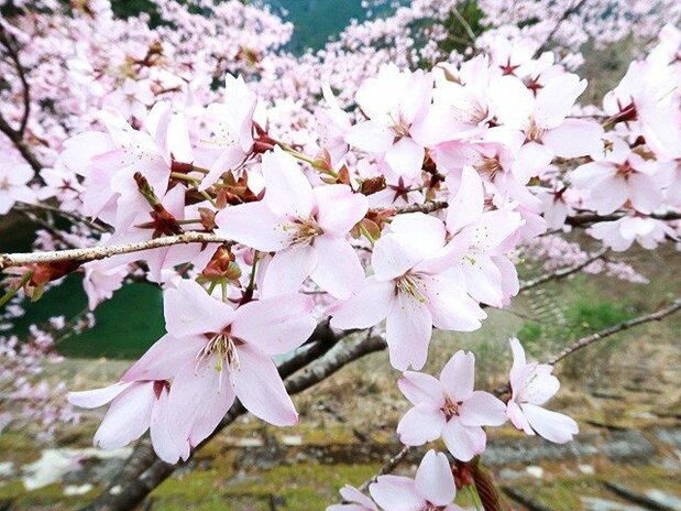 クマノザクラの花。2018年に発見された新種で、今後の利用が期待されている(筆者撮影)