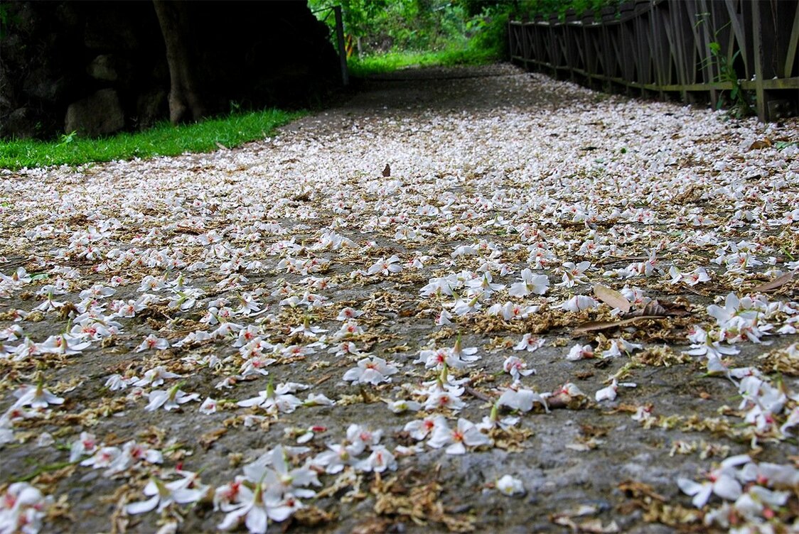 地面に落ちたアブラギリの花