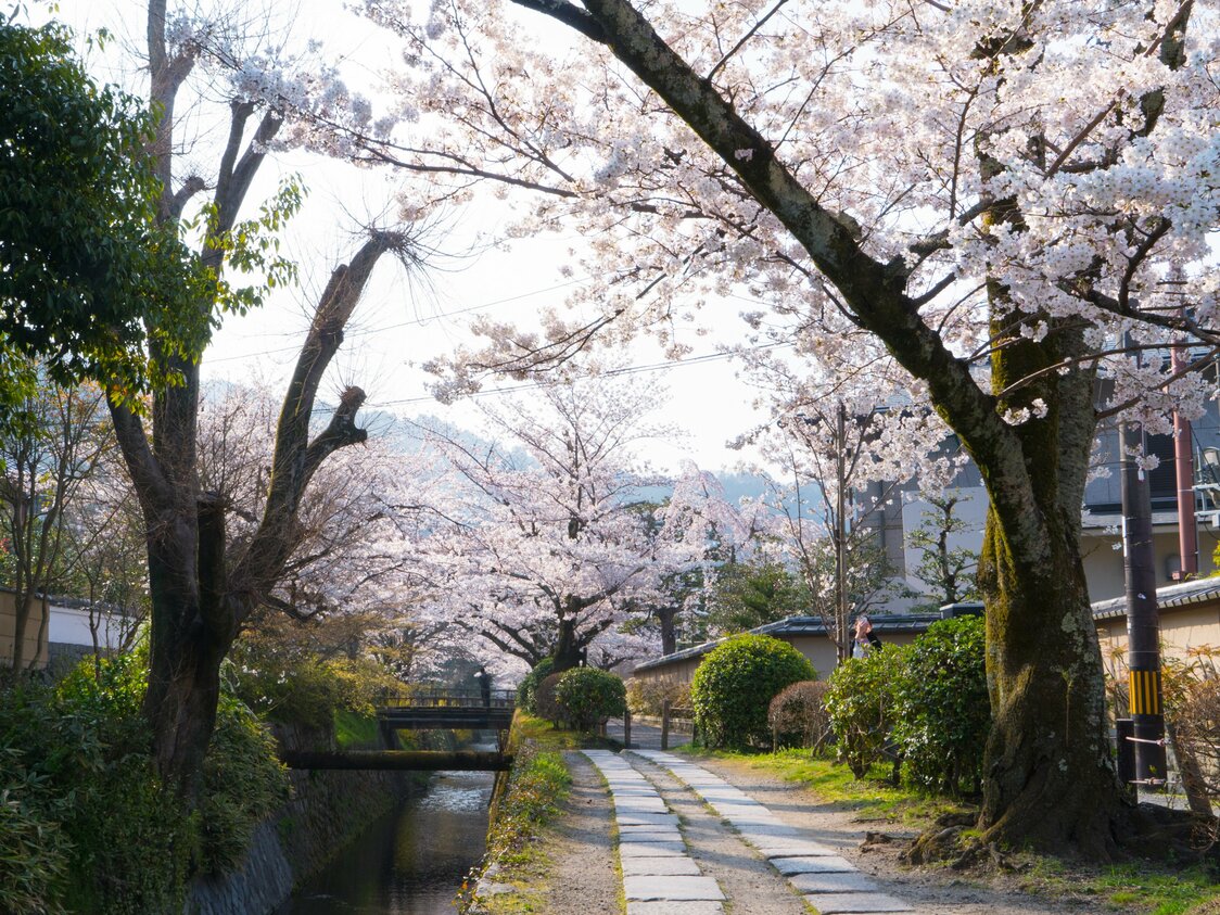 The cherry trees along the famous path from Kumano Nyakuōji Shrine to Ginkakuji make the 1.5 kilometer stroll a sakura tunnel.