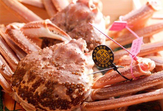 ピンクの産地タグと品質最上級タグの両方を付けた柴山ガニ。なんだか誇らしげだ