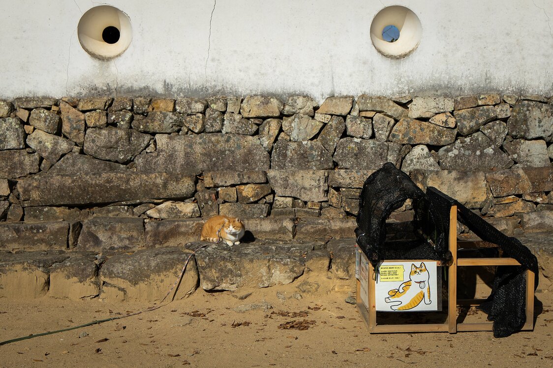 Sanjūrō relajándose en el muro de piedra. En la actualidad, debido a las medidas para evitar el contagio por el nuevo coronavirus, está prohibido acariciarlo.