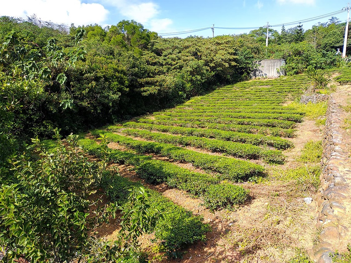 座落在山腰處的茶園
