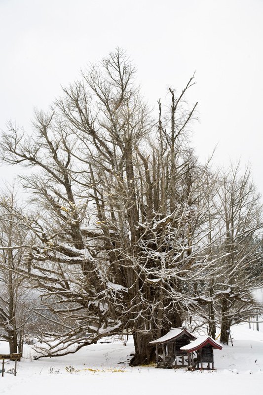En busca de los árboles gigantes: 8. Latiendo bajo la nieve