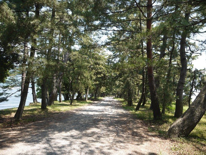 天橋立の松林（撮影：林 亦峰）