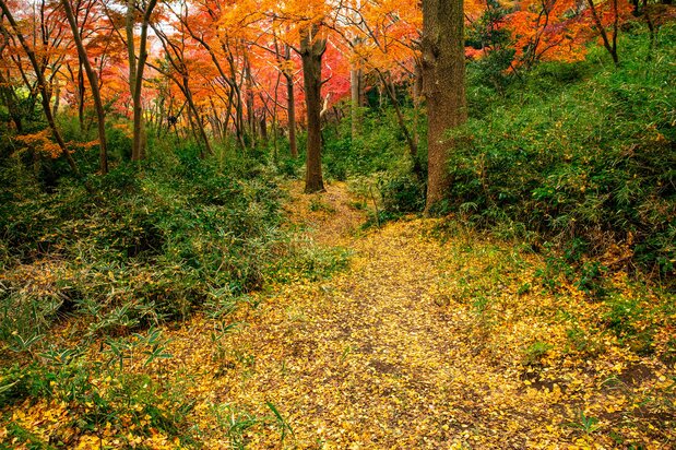 天園直下の紅葉の別天地「獅子舞谷」 写真=原田寛