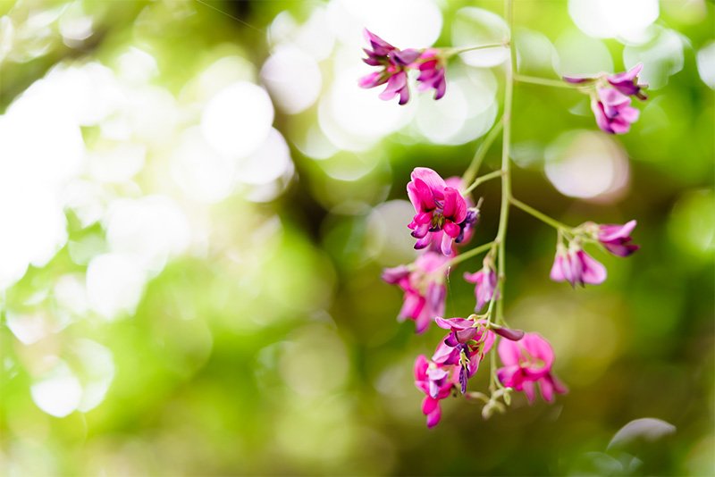 いくつもの花が美しく枝垂（しだ）れる様が萩の魅力の一つ
