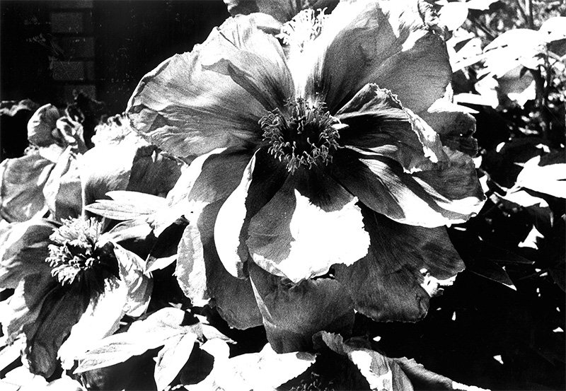 「光と影・1（ハナ）」1981年　© Daido Moriyama Photo Foundation