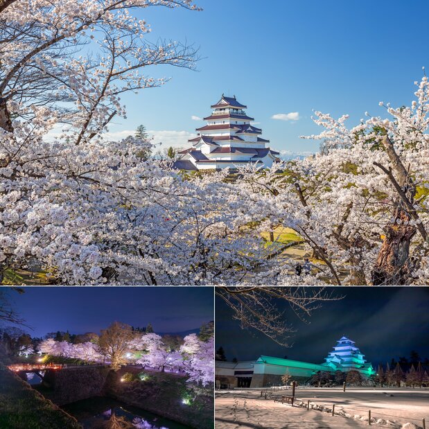 In spring, close to 1,000 cherry trees bloom. The grounds are illuminated in the evenings, and seasonal light shows take place. (© Aizu-Wakamatsu Tourism Bureau)