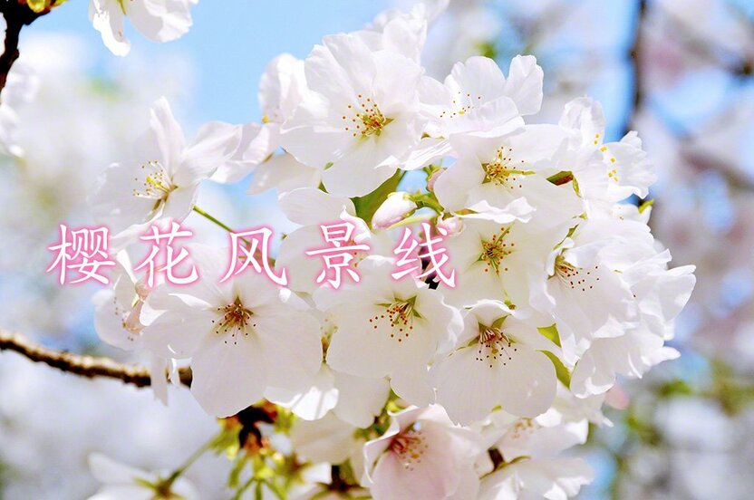 广岛县廿日市市宫岛町