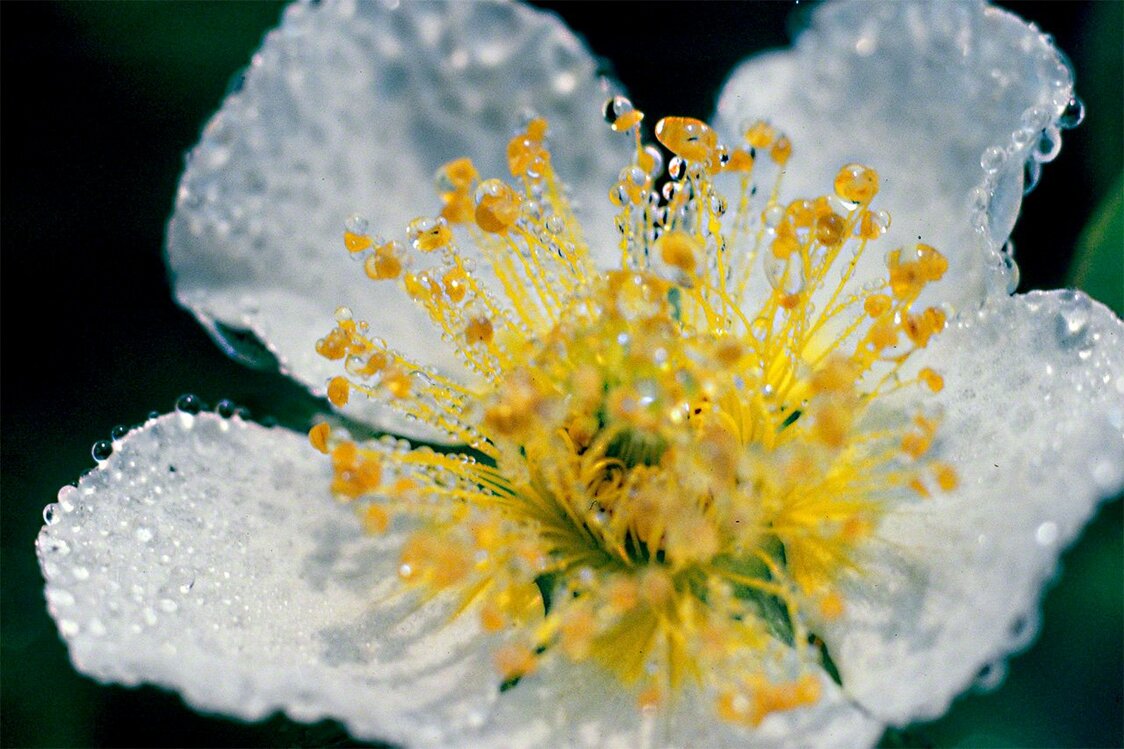 Цветущая сиверсия