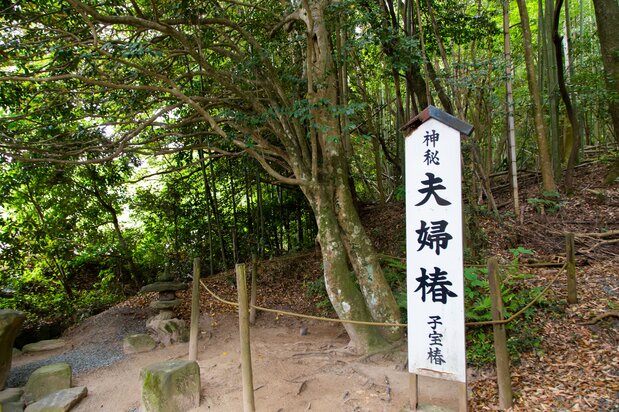 A husband-and-wife camellia growing in <em>Sakusame no mori</em>.