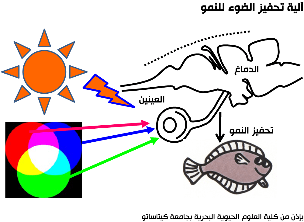 الزراعة الضوئية: التكنولوجيا اليابانية التي تزيد سرعة نمو الأسماك بشكل غير مسبوق