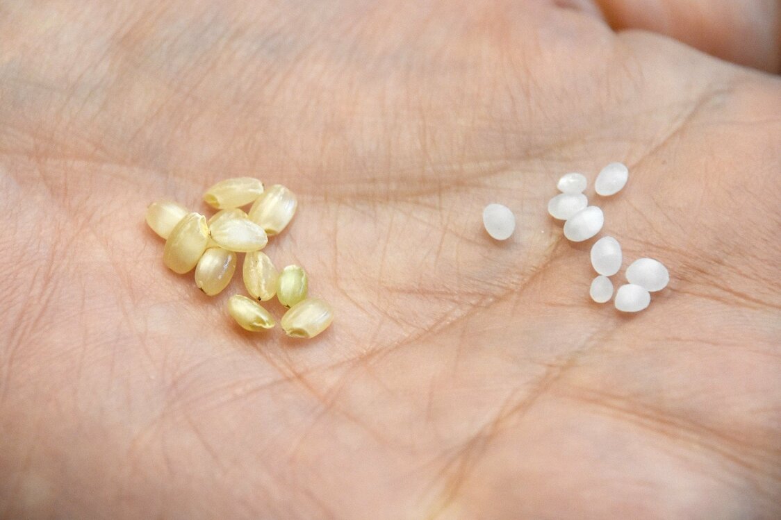 The rice used to make daiginjō (super-premium ginjō) is polished until only a fraction of its original weight remains. Dewasansan (a premium rice strain from Yamagata Prefecture used to make a popular ginjō of the same name) is shown in its unpolished form (left) and after being milled to a seimai buai of 50%