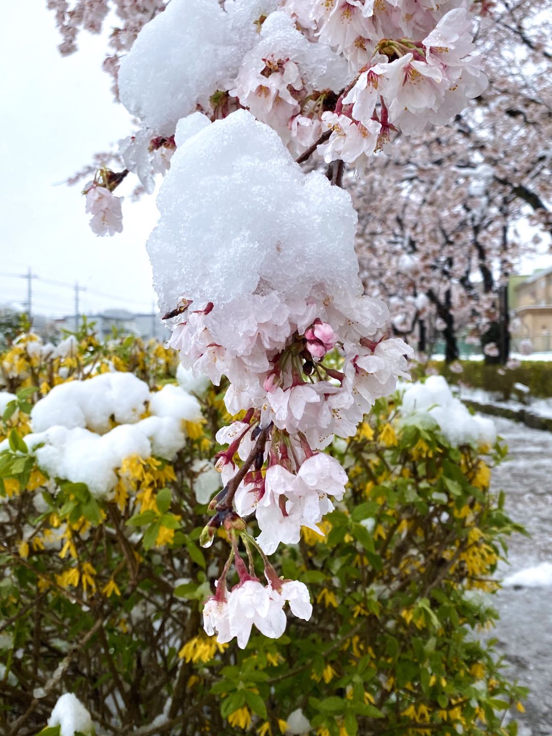 【美图集】樱花烂漫时，东京下了场雪