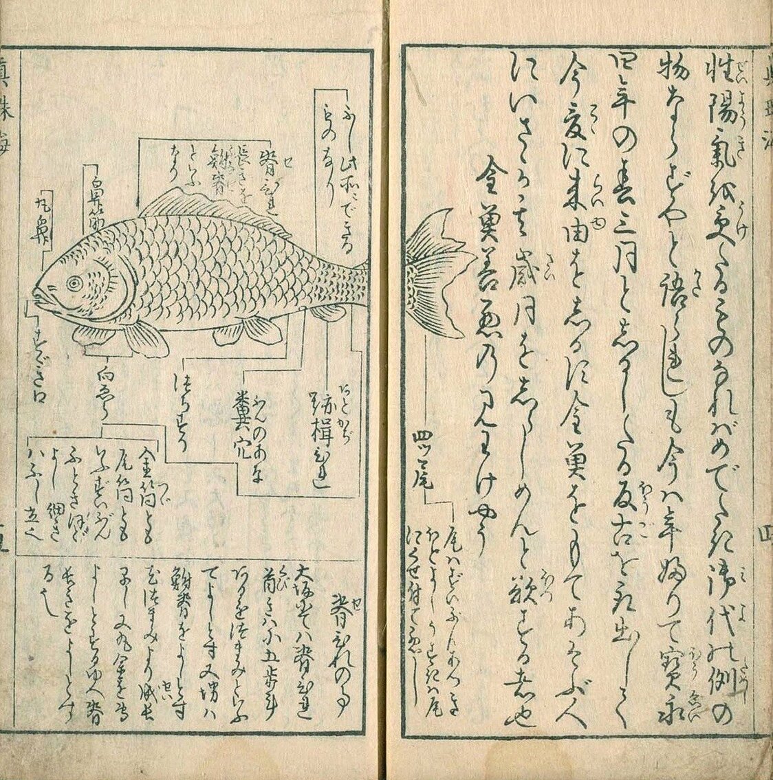 摘自1748年的著作《金鱼养玩草》（图片：国立国会图书馆）