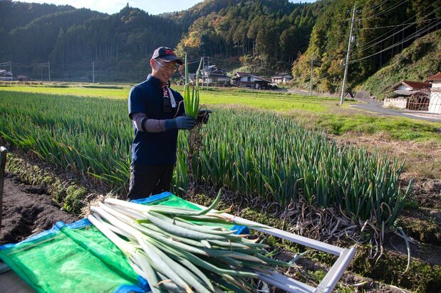Takada harvesting spring onions from his neatly tended field (© Ōnishi Naruaki)