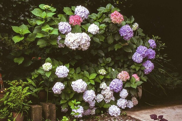 L’hortensia « Thomas Hogg » (© Kakujitsuen)
