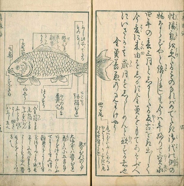 摘自1748年的著作《金鱼养玩草》(图片:国立国会图书馆)