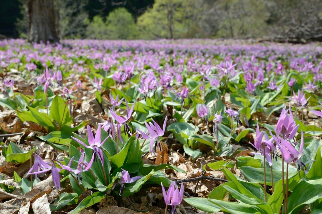 クリ林で早春に咲くカタクリの花