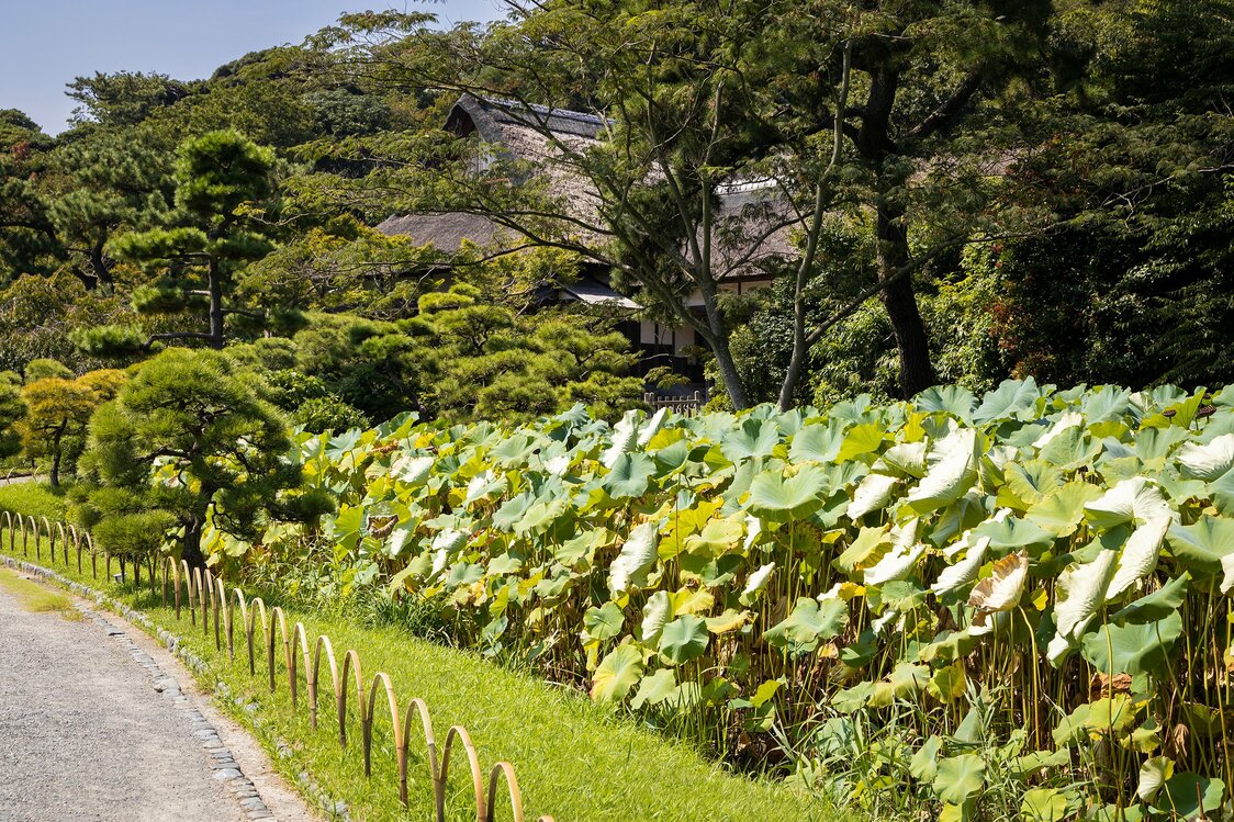 外苑的莲池深处，是三溪最初建造的原家主宅鹤翔阁（复原建筑，横滨市指定有形文化遗产）