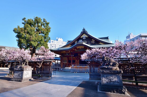 「梅まつり」開催中の湯島天満宮。境内には菅公ゆかりの梅が約300本植えられている