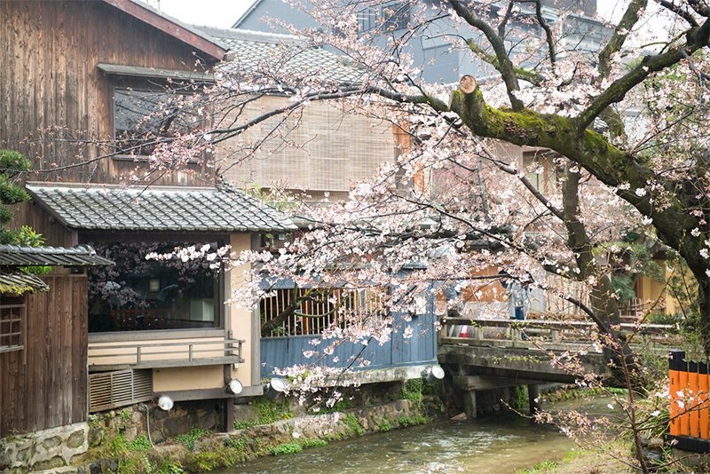 Cerezos en Gion-Shirakawa (Kioto).