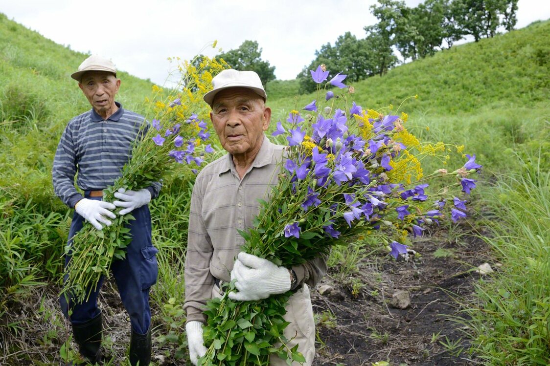 仏壇に供えるオミナエシとキキョウを草原で採る農家の人たち